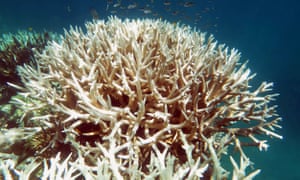 Mass bleaching on the Great Barrier Reef occurred in 2016 and 2017. 