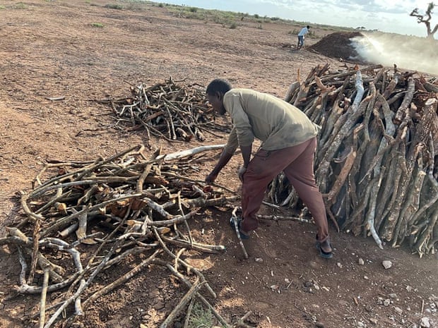 The dried wood is piled up and fired to make charcoal.