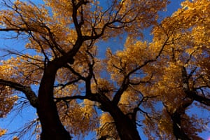 Autumn stars shine as the moon illuminates a cottonwood tree along the Green River in Utah, US