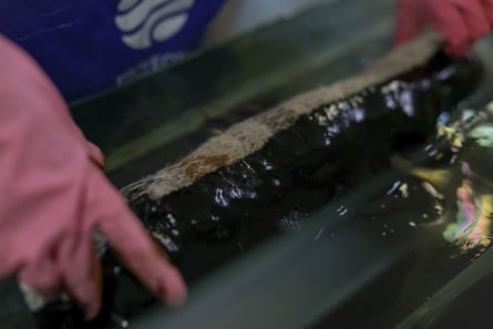 Selene Estrach from NGO Proyecto Sirena shows her gloves full of crude oil during an absorption experiment.