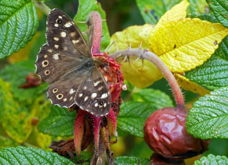 Country Diary A Butterfly Boom Out Of The Barren Land Butterflies The Guardian