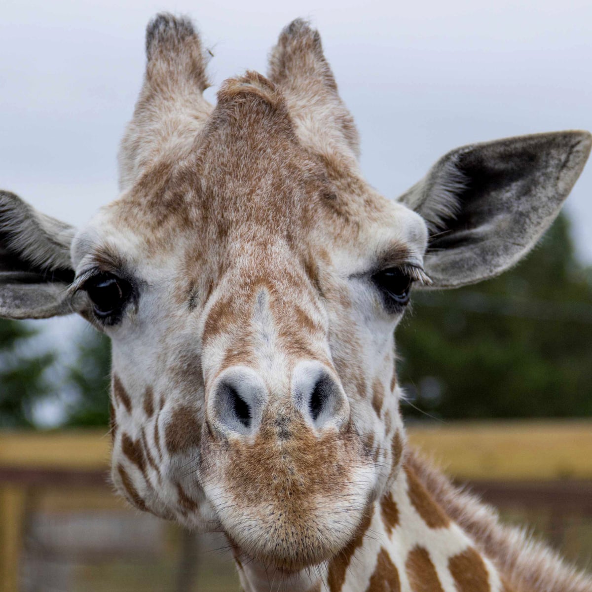 April the giraffe, who gave birth in a viral livestream, dies aged 20 | New  York | The Guardian