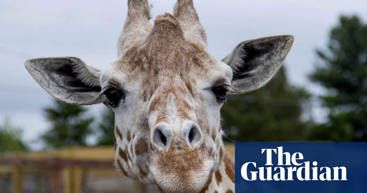 April the giraffe, who gave birth in a viral livestream, dies aged 20