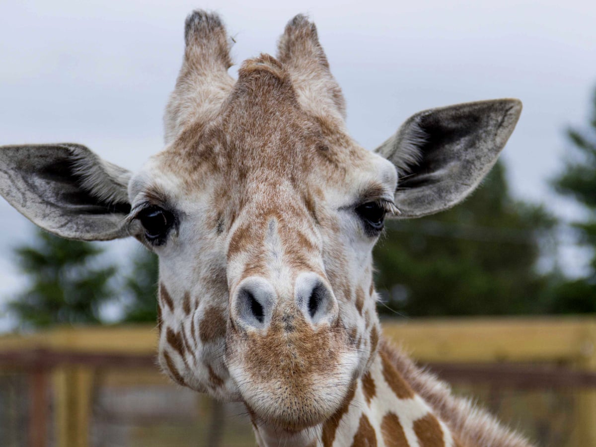 April the giraffe, who gave birth in a viral livestream, dies aged ...