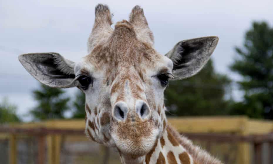 April The Giraffe Who Gave Birth In A Viral Livestream Dies Aged 20 New York The Guardian Adventure Animal Park Giraffe