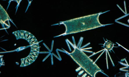 What we should do to save the world’s oceans  Oceans  The Guardian