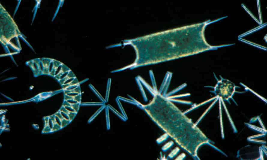 Plankton from the Channel, UK.