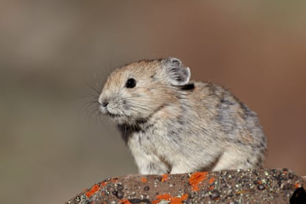Pika, an endangered relative of the rabbit, are also vulnerable to the virus.