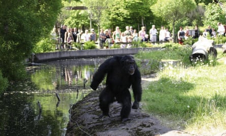 Santino the stone-throwing chimp, is watched by a group of visitors at Furuvik Zoo in Sweden.