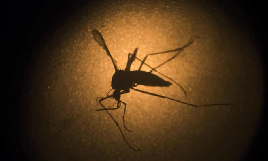 An Aedes aegypti mosquito, known to carry the Zika virus. 