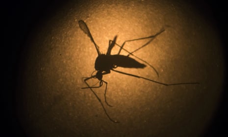a mosquito silhouette
