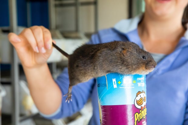 A water vole ready for release