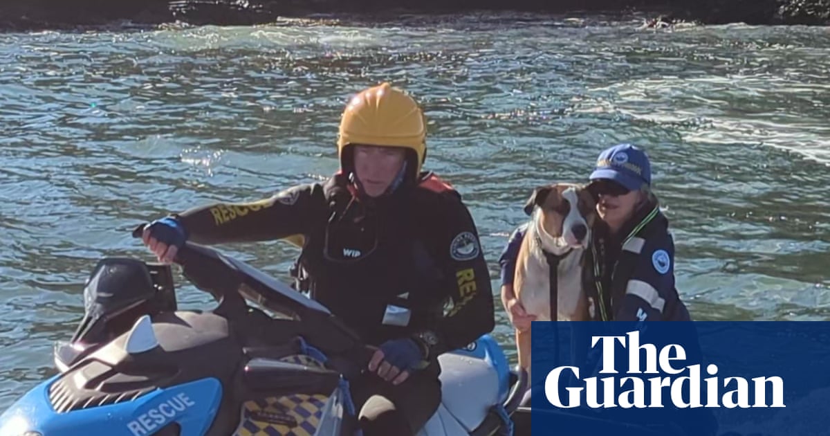 Dog rescued on NSW south coast after being swept off rocks and swimming 800 metres to island