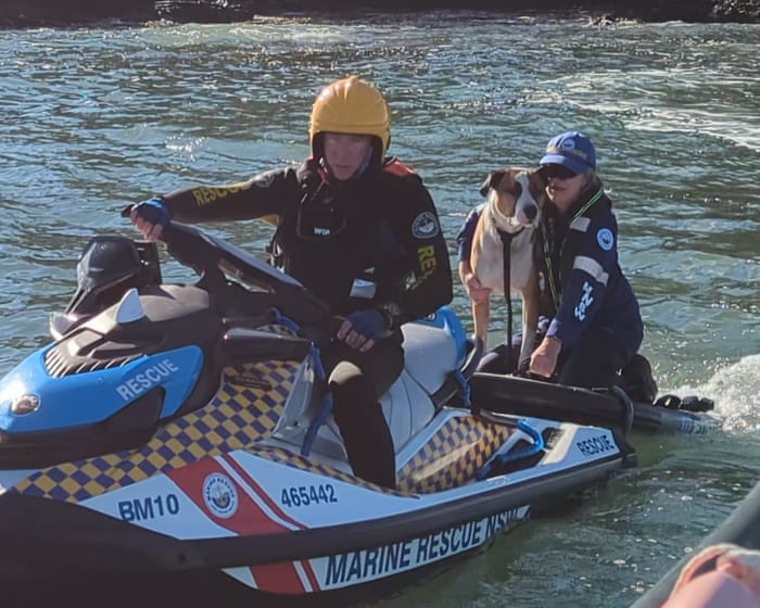 Dog rescued on NSW south coast after being swept off rocks and swimming 800 metres to island