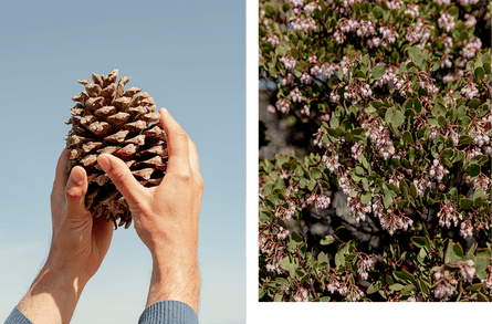 Left: Nick Jensen holds the cone of a cypress aloft. Right: Flowers blanket Molok Luyuk.