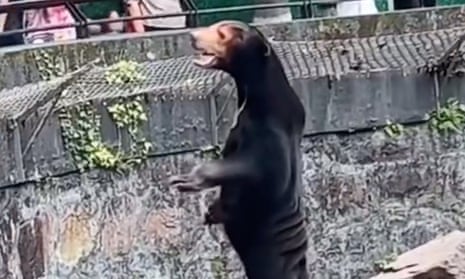 Zoo Hijada Xnxx Fuk - Crowds flock to Chinese zoo after 'human in a costume' bear goes viral |  China | The Guardian