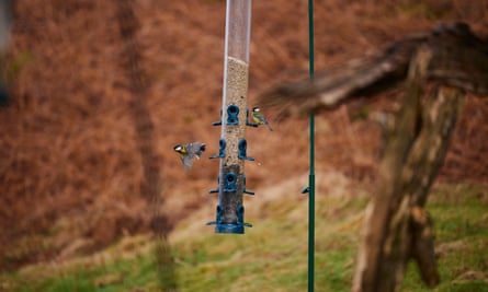 The plan is to create a thriving biodiverse habitat to attract birds.