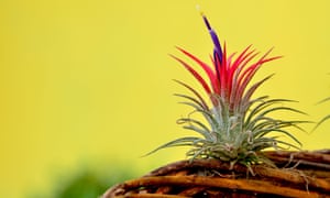 Something in the air: Tillandsia plants have specialised hair-like structures on their leaves that act like sponges.