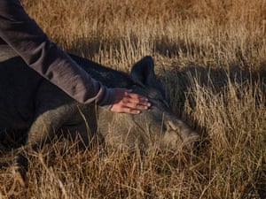 Kwok Lee and one of the resident pigs