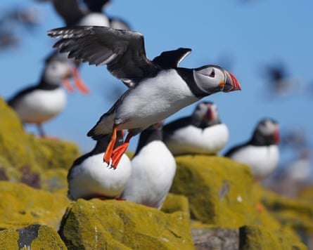 A puffin in flight with others sitting on rocks in the background