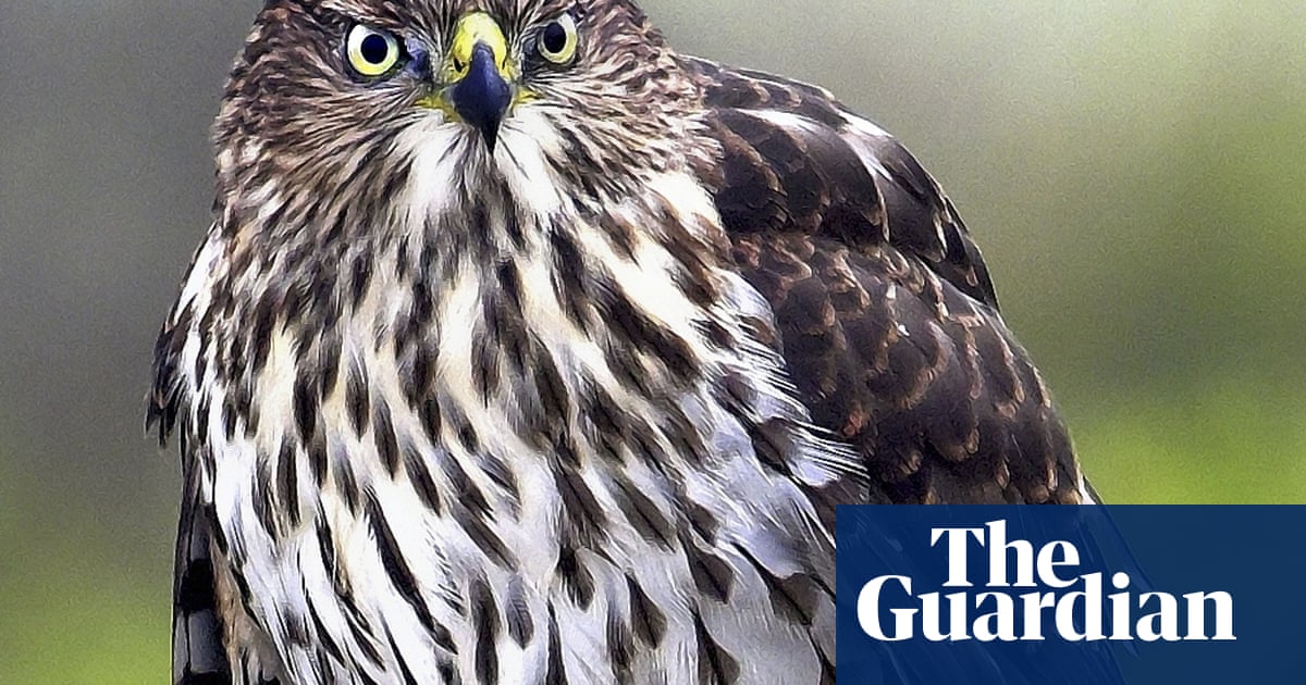 Like a Tom Cruise stunt: hawk uses traffic patterns to target prey
