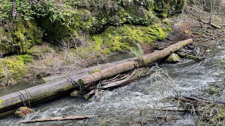 Water rushes through Lagunitas Creek, where endangered coho salmon spawn from November to January.