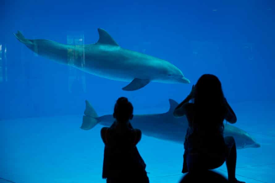 Visitors take photographs of dolphins as they swim by at the National Aquarium in Baltimore.
