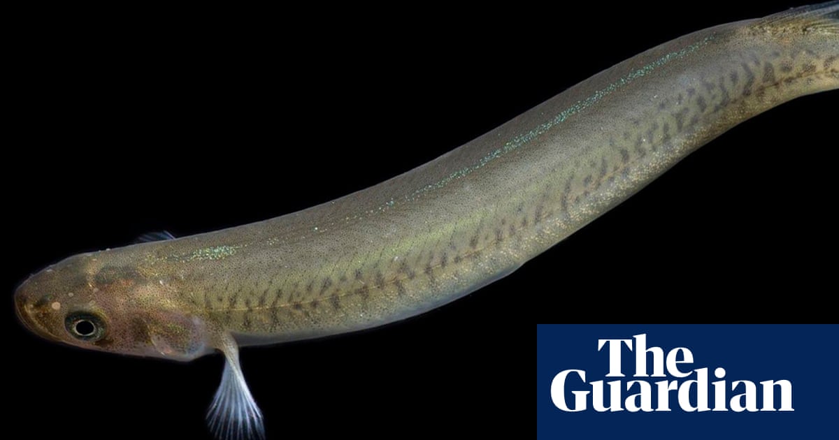 Tiny freshwater Snowy Mountains fish faces extinction, environmentalists say | Australia news