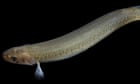 Tiny freshwater Snowy Mountains fish faces extinction, environmentalists say