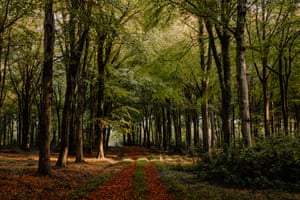 Woods near Sheldrake's Hampshire cottage.