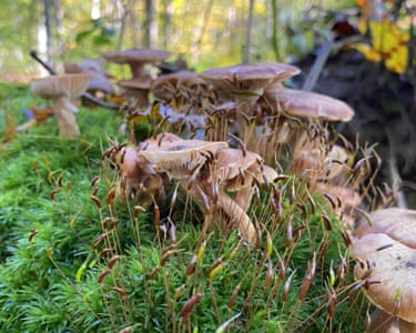 Skaneateles, NY, US ‘On the root ball of an overturned tree grew a mass of honey mushrooms (Armillaria mellea) alongside and atop pincushion moss (Leucobryum glaucum) and its spore capsules. The fungi and the mosses share a symbiotic relationship allowing both to flourish and propagate.’
