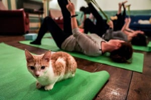 Down With Dog Yoga With Cats In Pictures Life And Style The