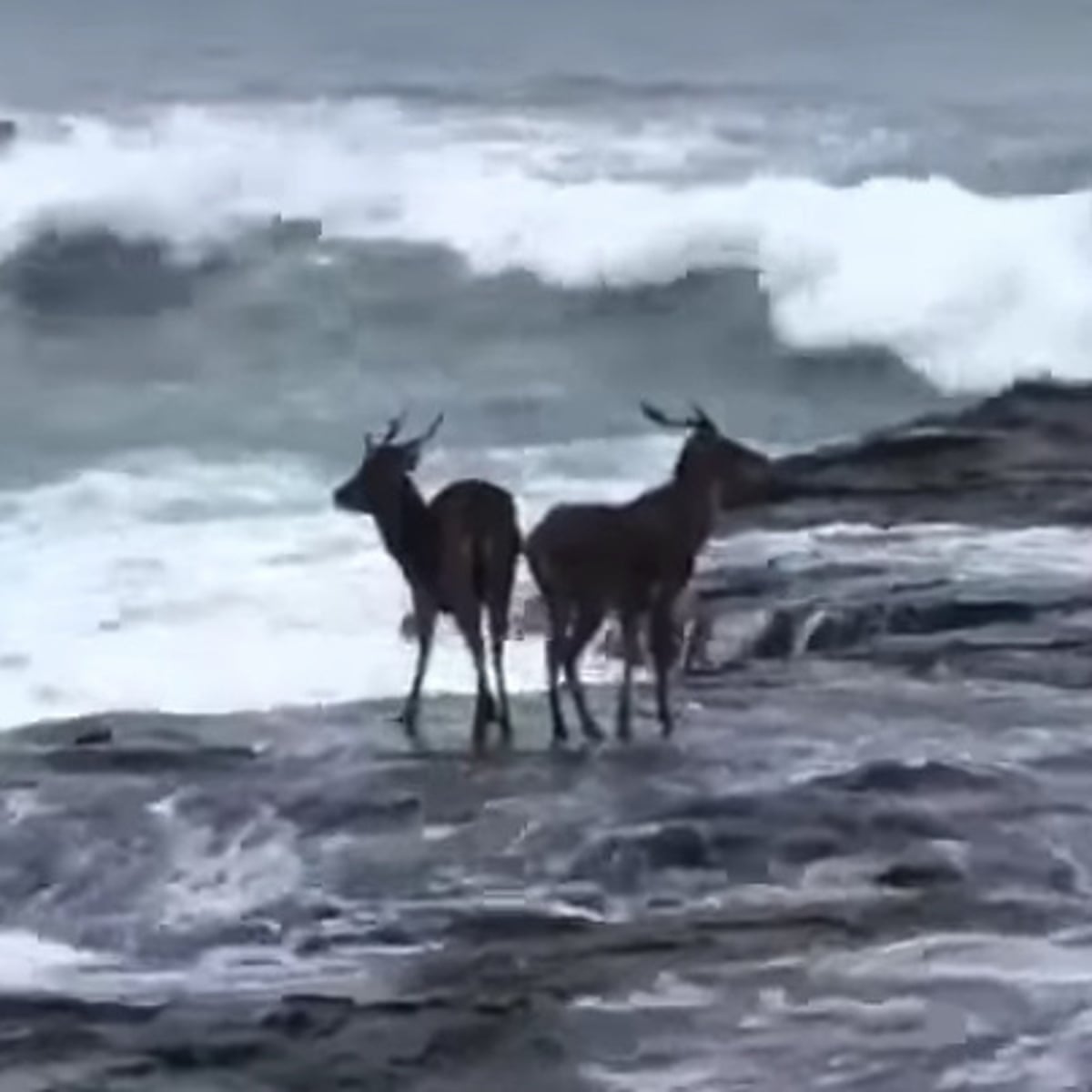 Lifeguards on jetskis rescue feral deer stranded off NSW coast | Animals | The Guardian