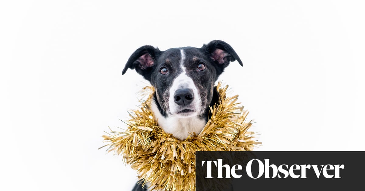 Buy your dog a Christmas pudding if you want to get its tail wagging
