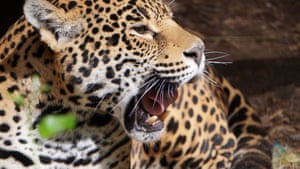 A jaguar is seen at the jaguar sanctuary within Reino Animal Conservation Park in Oxtotipac, Mexico