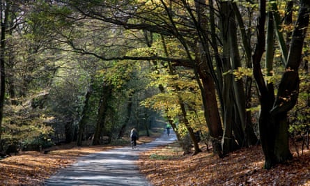 Two cyclists, cycling along a quiet lane in Epping Forest, with backlit autumn beech leaves