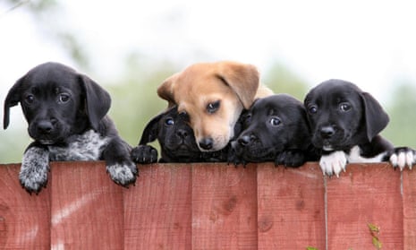 Well-cared for puppies at the Dogs Trust