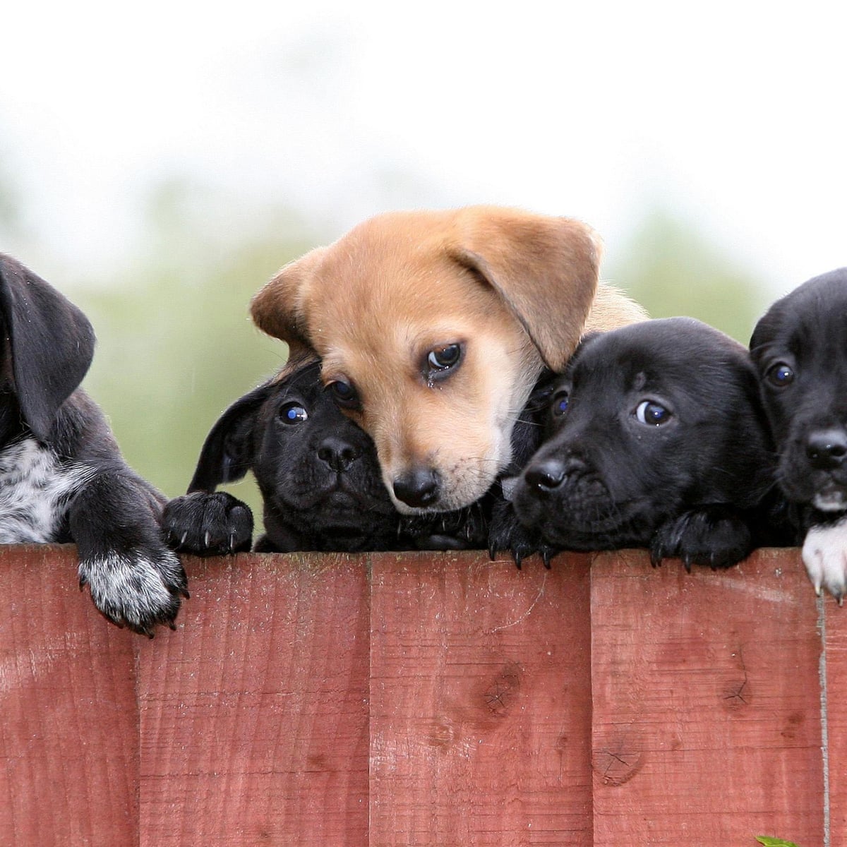 Do Pet Stores Still Sell Dogs