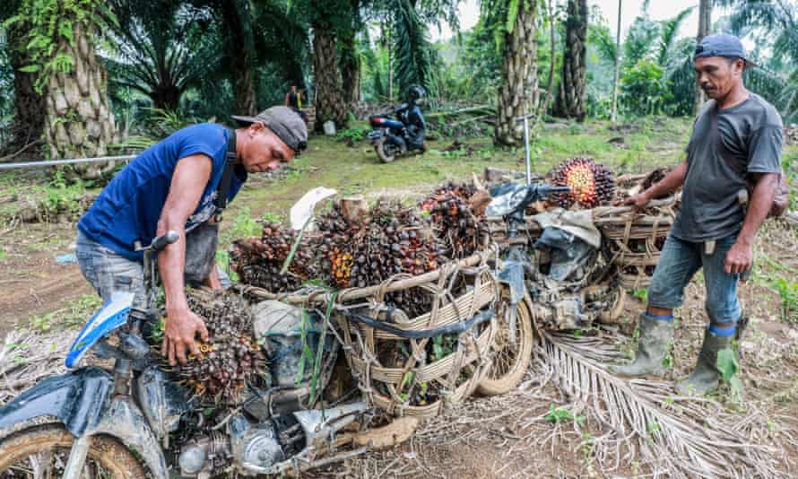 Palm oil famers in Indonesia