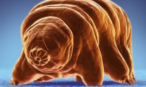 An illustration of a tardigrade.