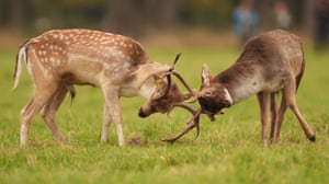 Two male fallow deer lock horns in Phoenix Park, Dublin, Ireland.