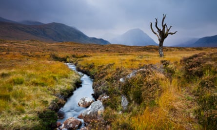 a burn and lone dead tree on rannoch moor on the edge of the scottish highlands