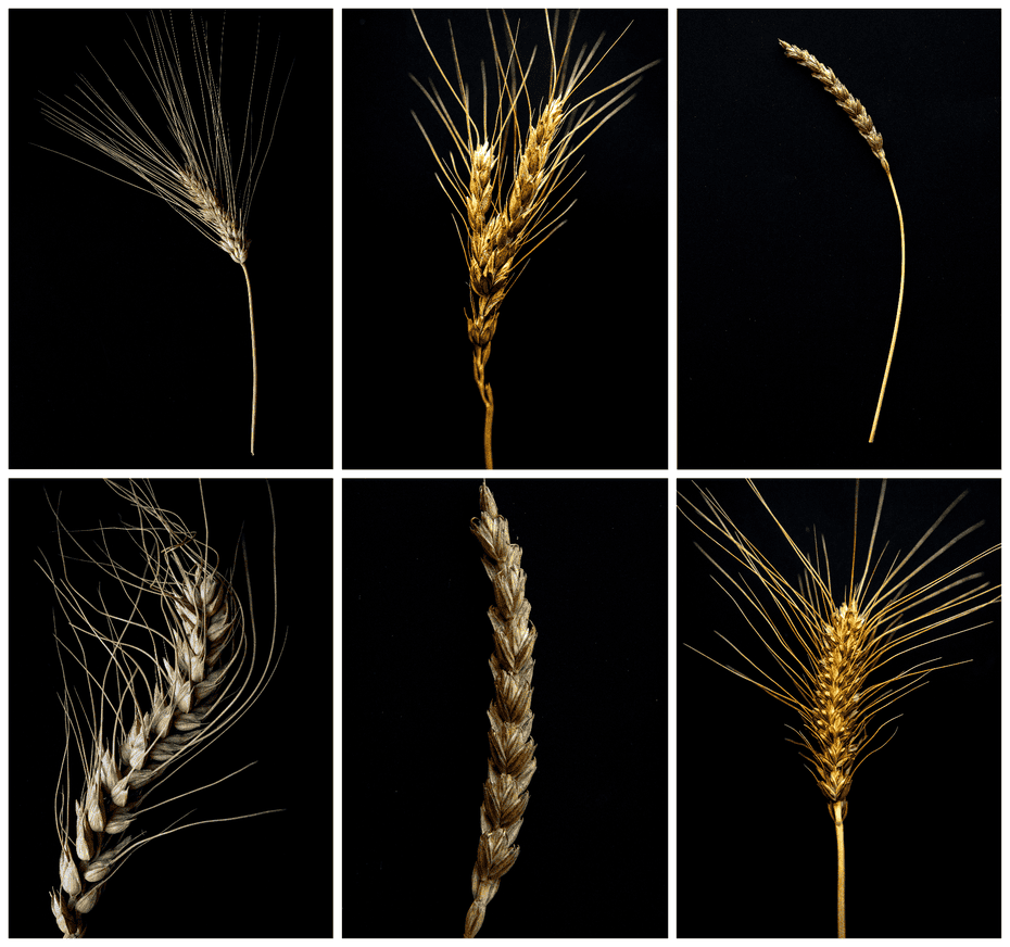 Wheat plants grid test.