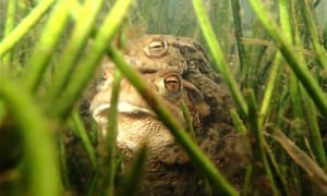 Females toads are far larger than their mates but both possess extraordinary orange-gold eyes.
