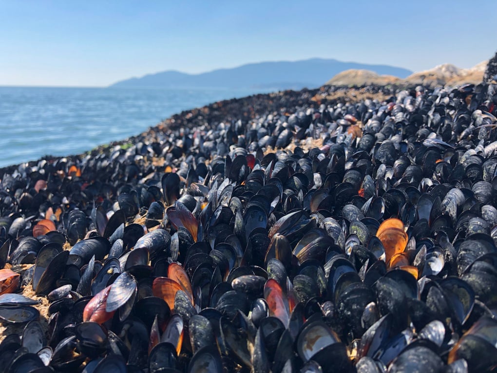 Dead mussels at the waterline in British Columbia.