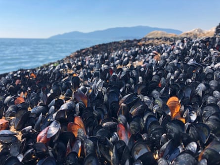 A huge bank of open mussels seen in close-up on a shoreline