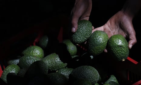 A worker shows a handful of avocados at an orchard near Ziracuaretiro, Michoacán state, Mexico.