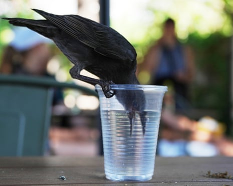A cormorant dives into a glass of water during a hot summer day at Rome’s Bioparco zoo.