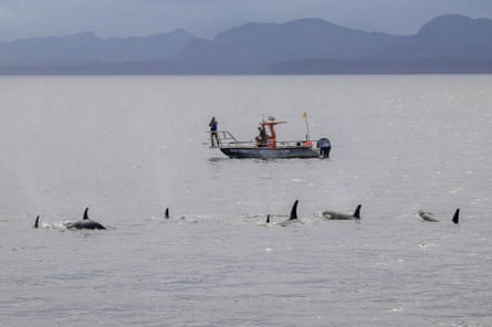 A pod of whales pass in front of a small boat, with mountains in the background.