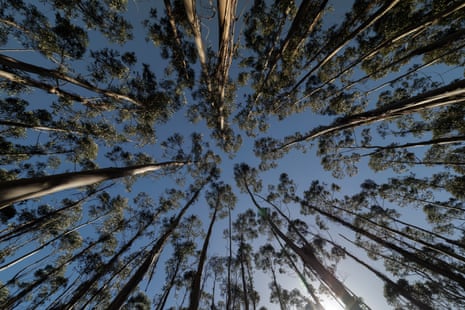A view from the forest floor of towering trees